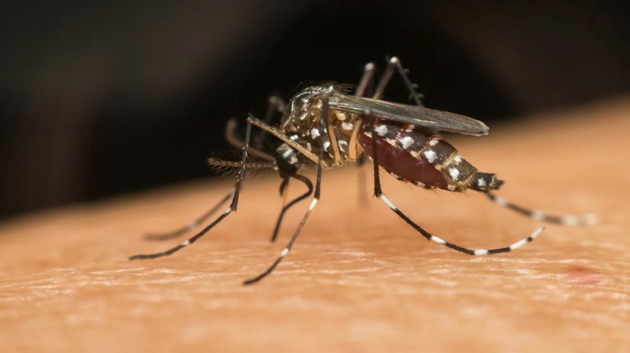 Tocantins Investiga Primeira Morte por Suspeita de Dengue em 2025