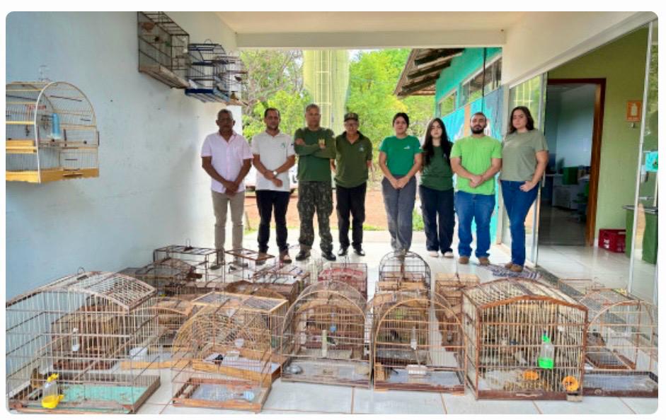 Operação Pássaro Livre resgata 133 aves silvestres e aplica R$ 18 mil em multas no Tocantins