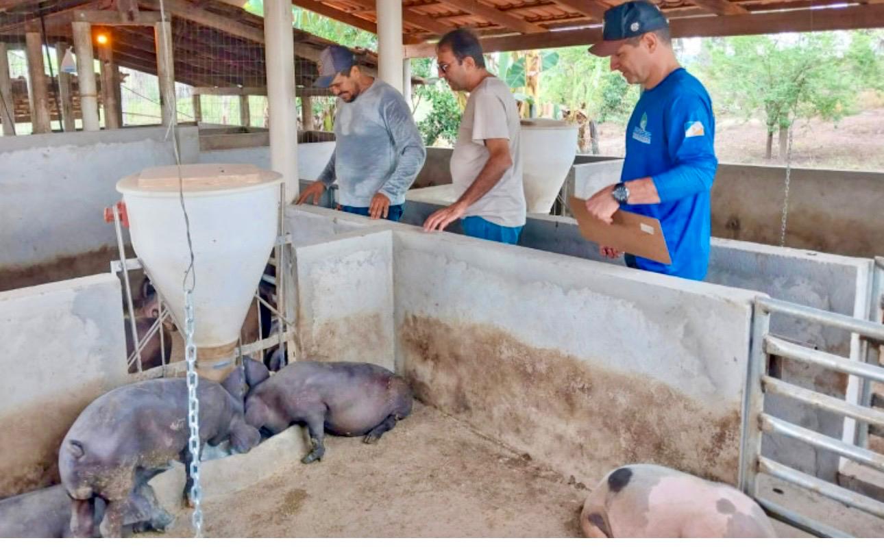 Governo do Tocantins Reforça Vigilância em Propriedades Suinícolas para Manter Estado Livre de Doenças