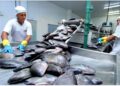 Tocantins Bate Recorde