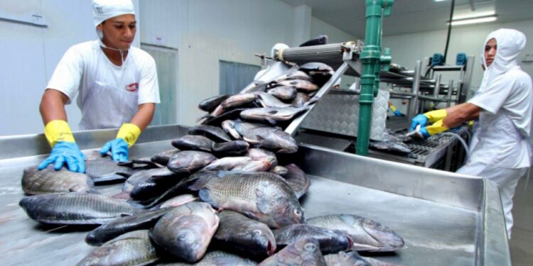 Tocantins Bate Recorde