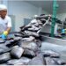 Tocantins Bate Recorde