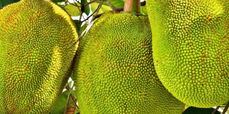 Carne de jaca vira oportunidade