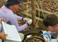casos de dengue e registra queda