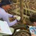 casos de dengue e registra queda