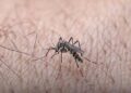 Dengue no Tocantins acendeu um sinal de alerta.