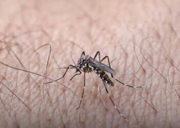 Dengue no Tocantins acendeu um sinal de alerta.