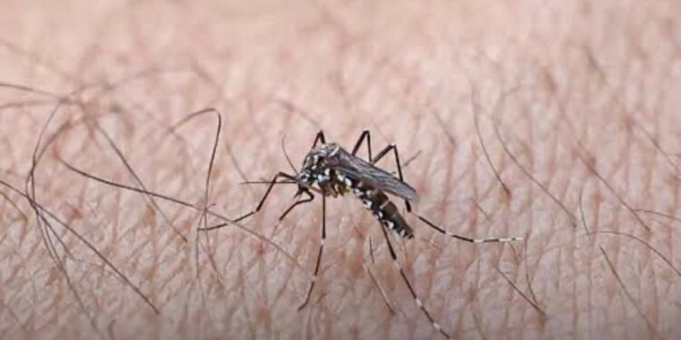 Dengue no Tocantins acendeu um sinal de alerta.