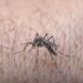 Dengue no Tocantins acendeu um sinal de alerta.