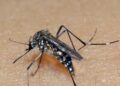 Dengue dispara no Tocantins.