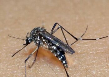 Dengue dispara no Tocantins.