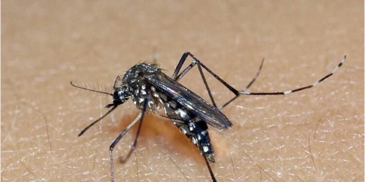 Dengue dispara no Tocantins.