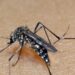 Dengue dispara no Tocantins.